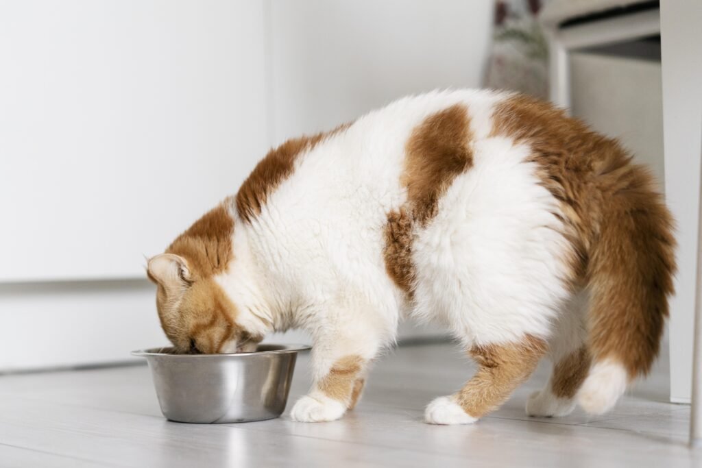 cat food for weight management