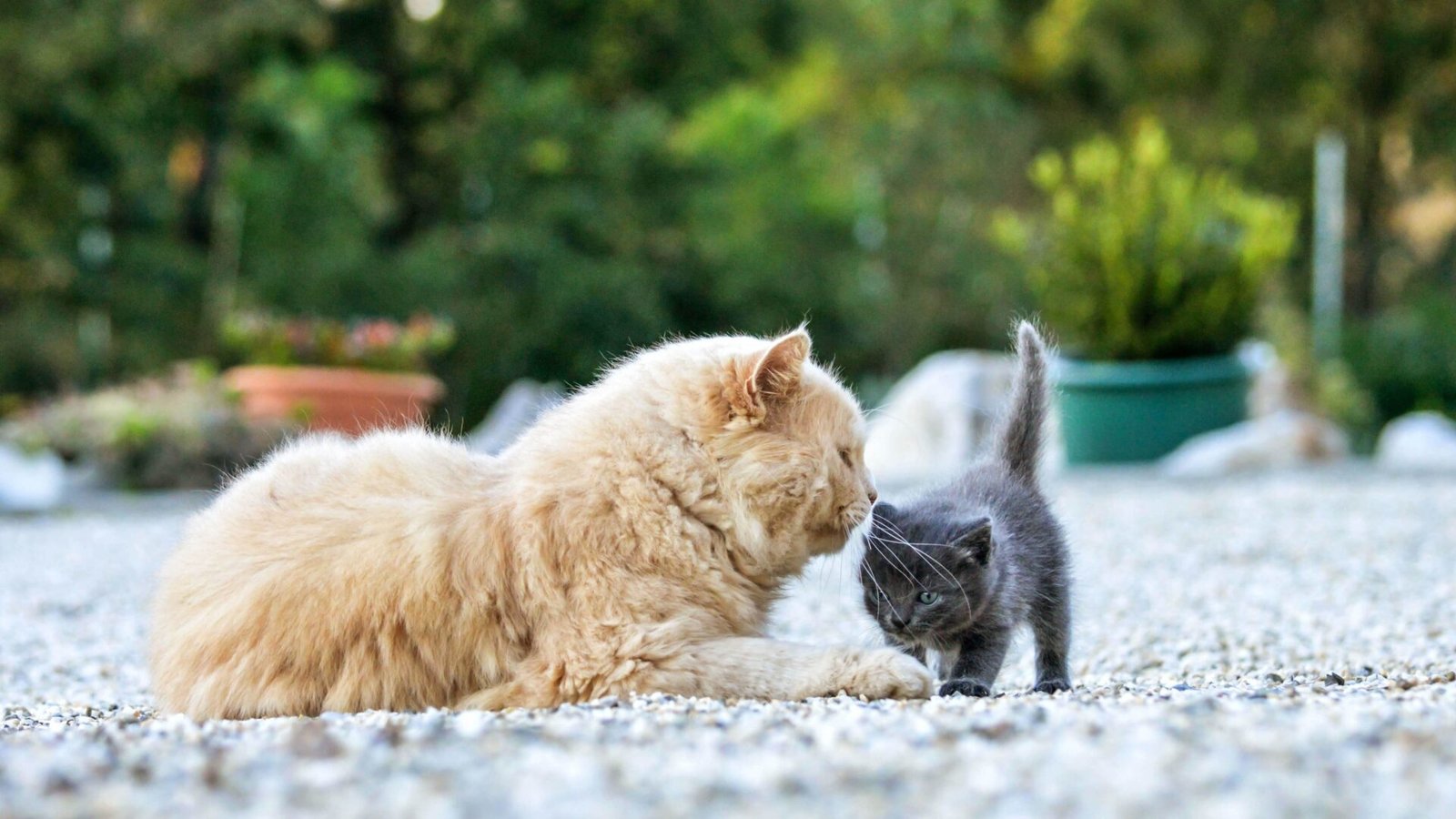 senior cat and kitten cat food