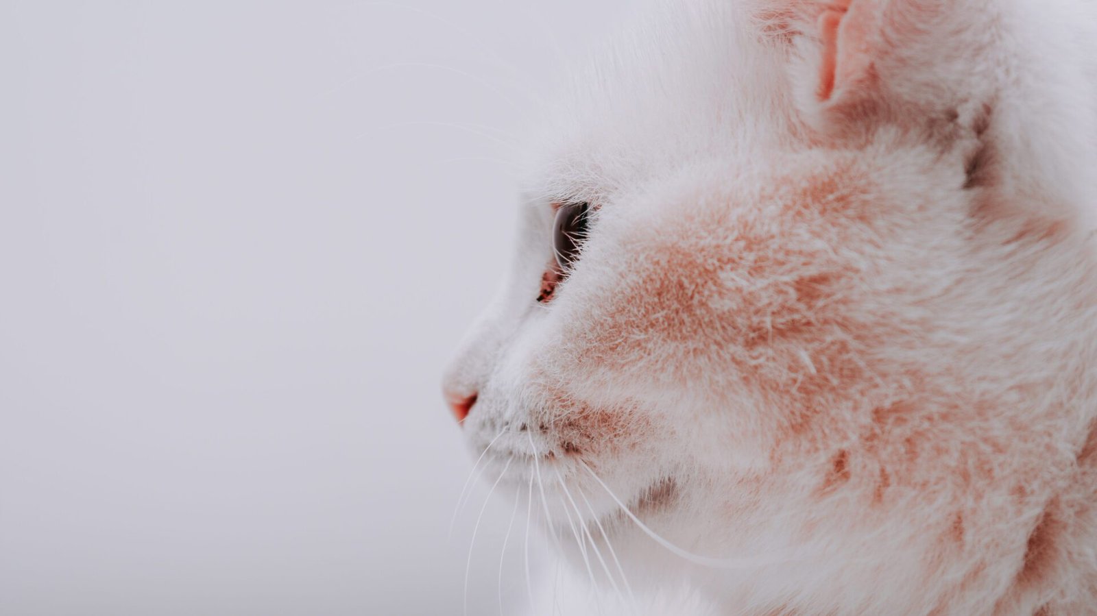 cat with skin infection and allergies