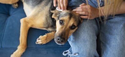 Pets with itchy skin