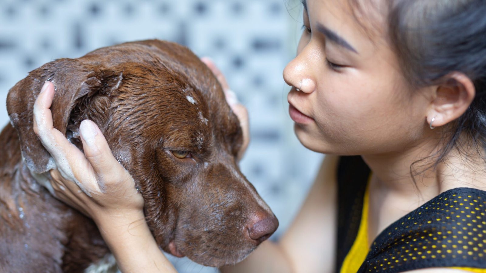 Itchy pet skin scratching 