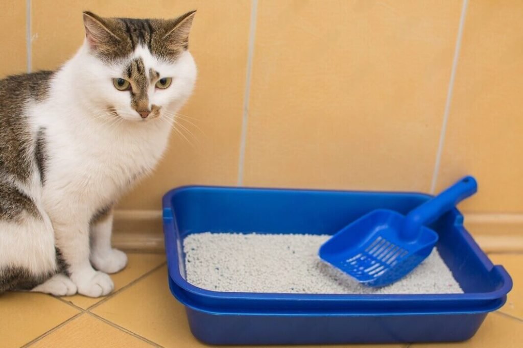 tofu cat litter online in malaysia